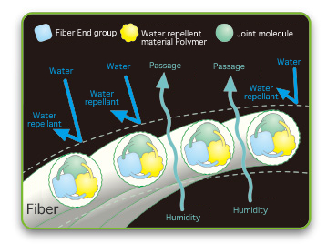 Mechanism of water repellency